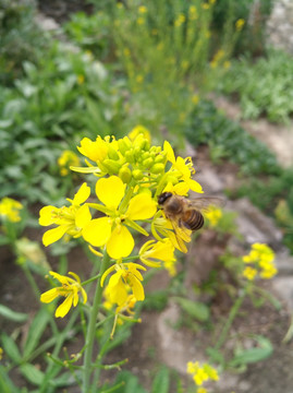 菜花