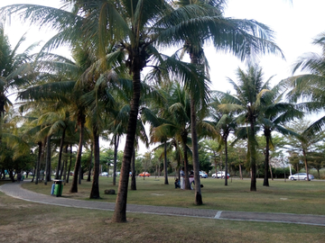 树林草地夕阳