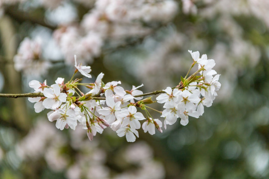 白色樱花