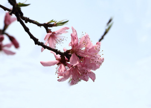 桃红