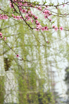 桃花花枝