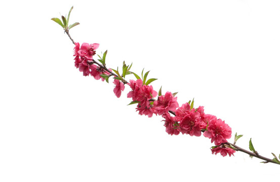 梅花 红梅