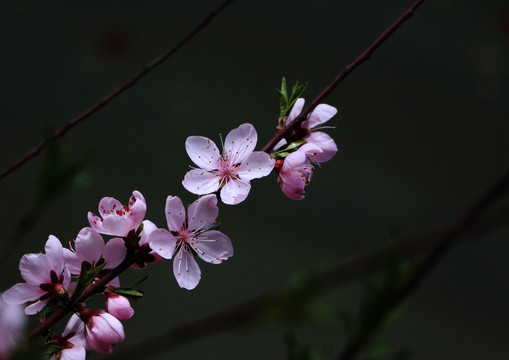 一枝桃花