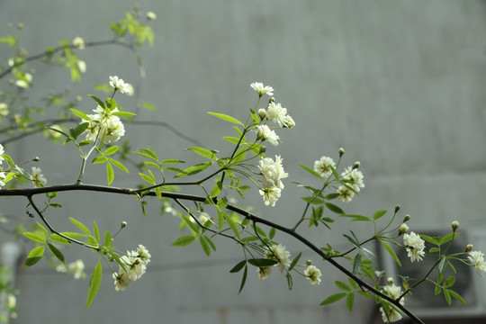 木香花枝