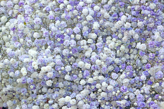 满天星 紫色小花花墙