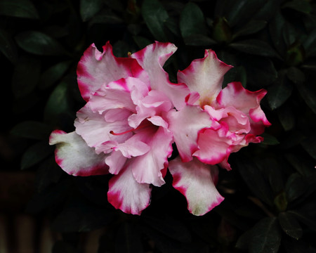 粉色杜鹃花