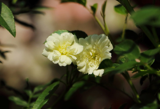 木香花 高清