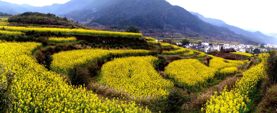 油菜花梯田