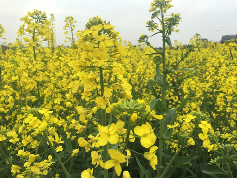 油菜花田