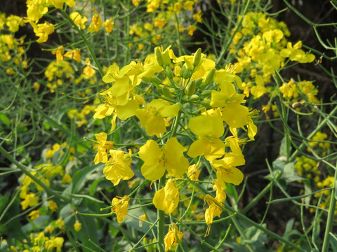 油菜花