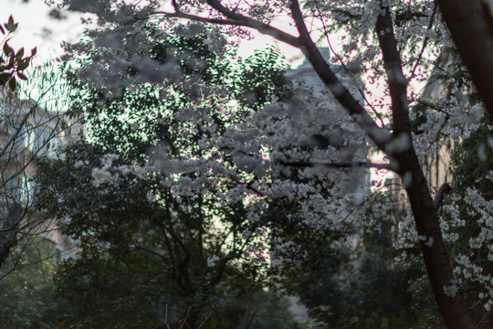 上海早春花朵