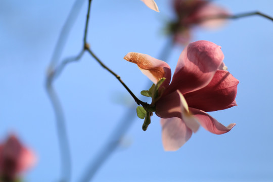 紫色玉兰花 天