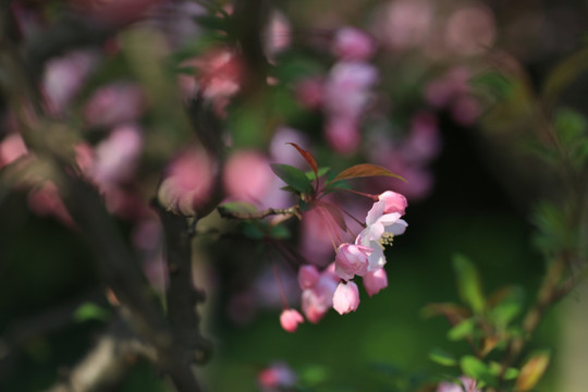 桃花 长宁