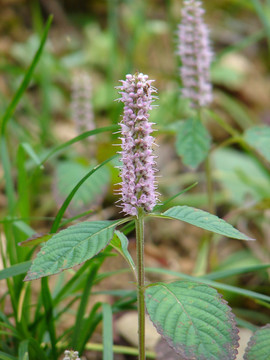 香薷 野香草