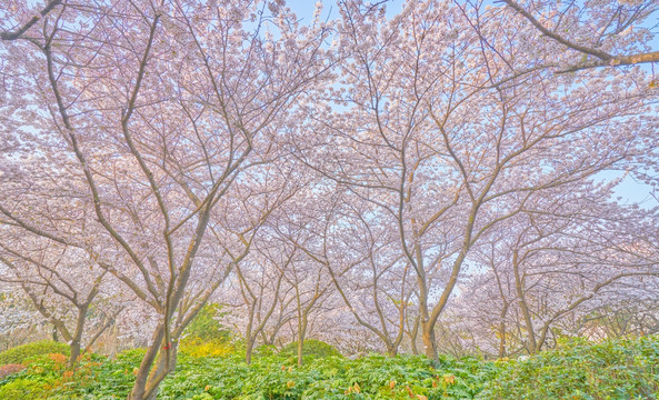 樱花 樱花林 高清大图