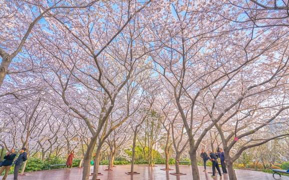 樱花 樱花林 高清大图