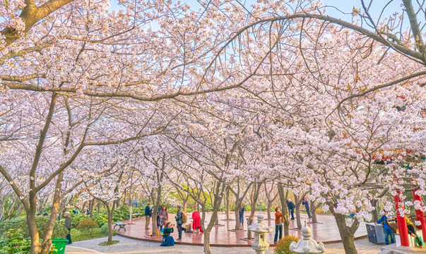 樱花 樱花树 高清大图