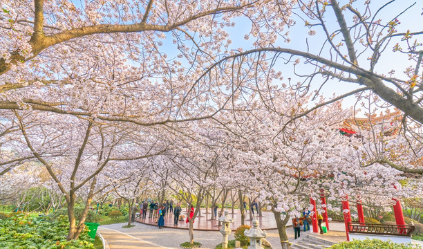 樱花 樱花树 高清大图