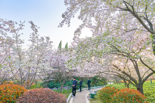 樱花 樱花树 高清大图