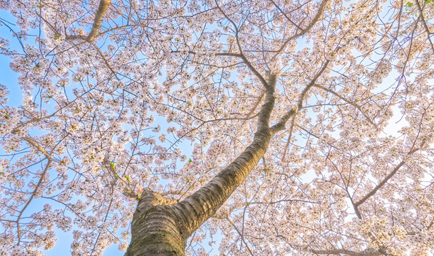 樱花 樱花林 高清大图