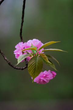 春天 樱花