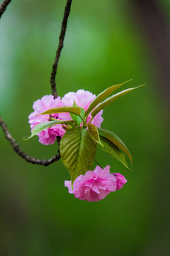 春天 樱花