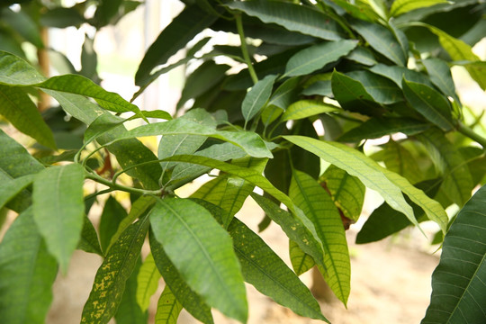 红芒果树 芒果 树叶 热带植物