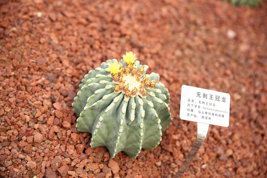 无刺王冠龙 仙人掌 多肉 芦荟