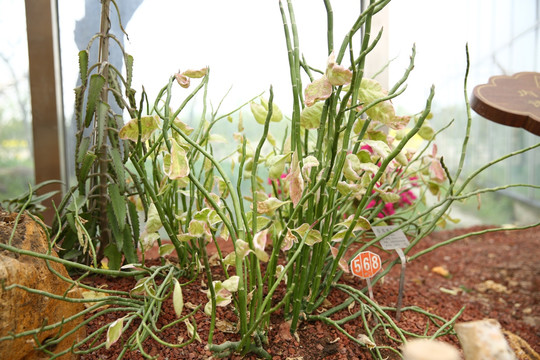 红雀珊瑚 仙人掌 多肉 芦荟