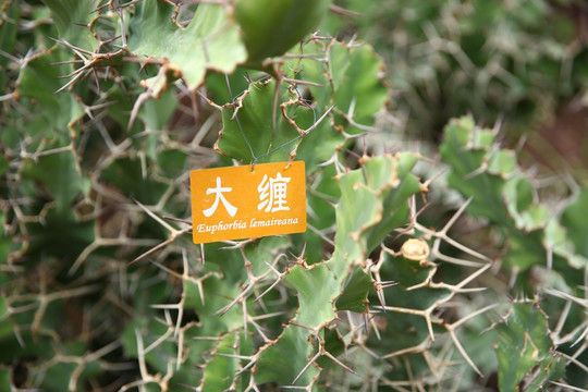 大缠 仙人掌 多肉 芦荟