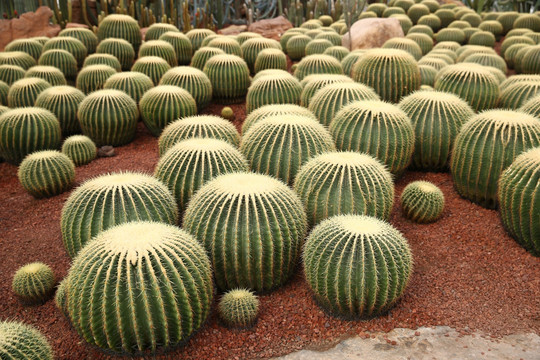 仙人掌 植物 热带 沙漠