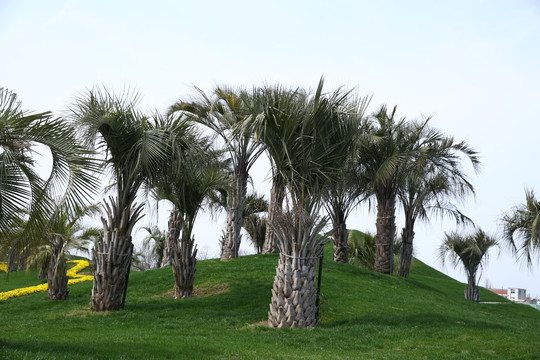 棕榈树 树 热带 度假 天空