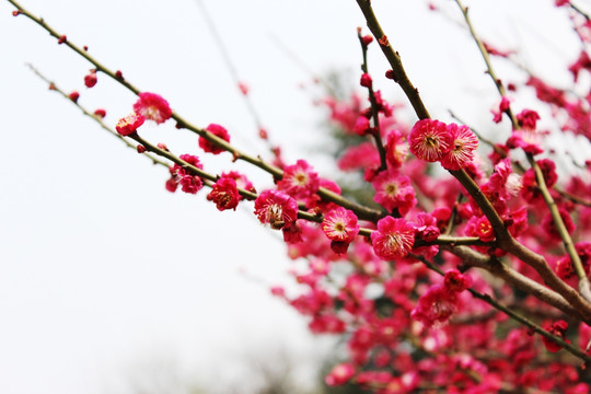 梅花