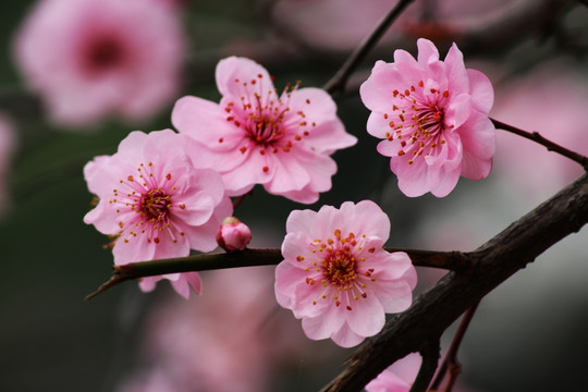 梅花