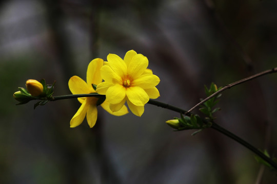迎春花