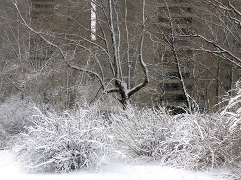 沈阳大雪枯树