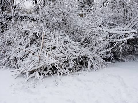 沈阳大雪树枝积雪