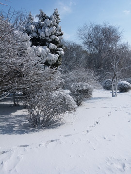 沈阳大雪冬景