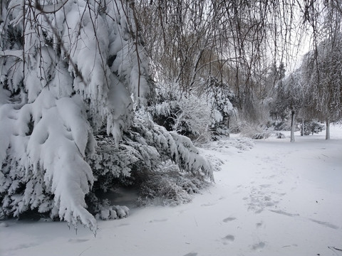 沈阳大雪树上积雪