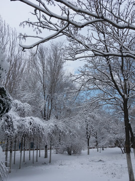 沈阳大雪雪后之树挂