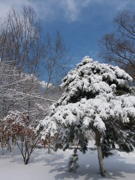 沈阳大雪之松树