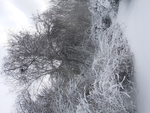 沈阳大雪之雪后树干