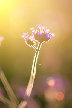 逆光紫花
