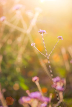 阳光 花丛