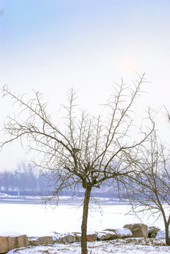 冬季 枯树