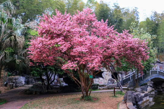 樱花树