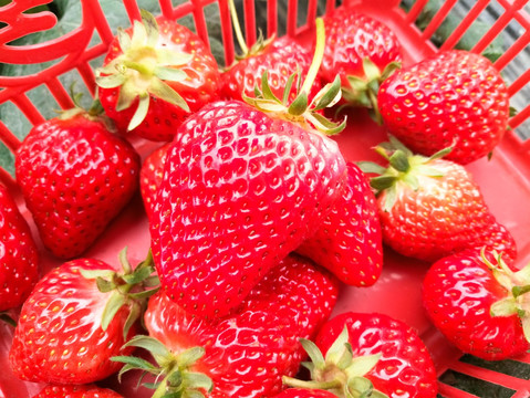 鲜红草莓高清图片