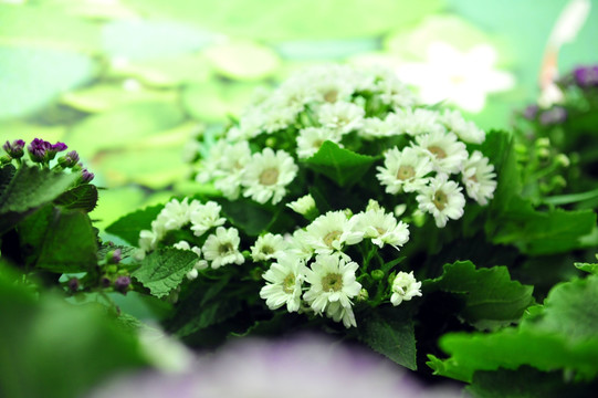 廊道装饰花