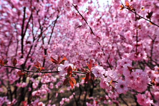 樱花季 樱花园