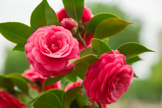 茶花
